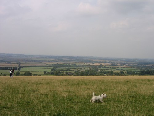 A dog on a leash in a field
