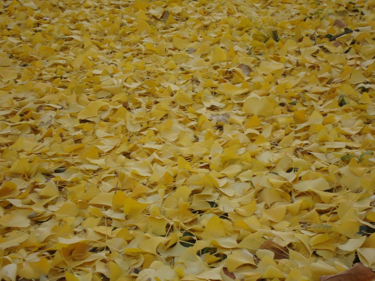 Sea of yellow leaves