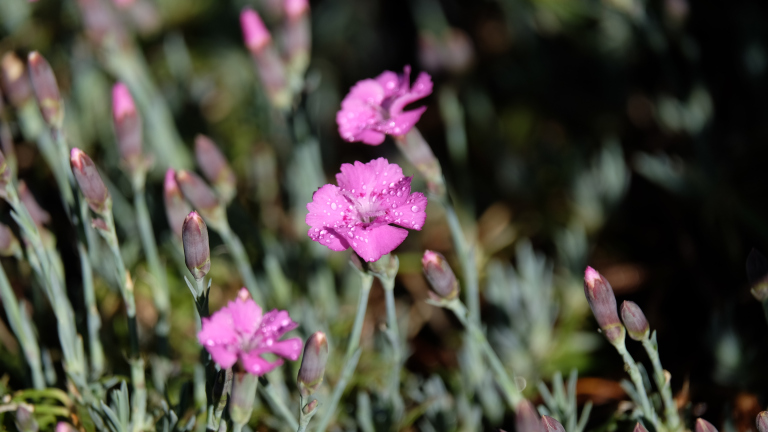Little pink flowers