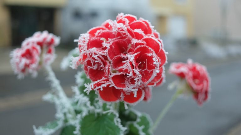 Frosted roses
